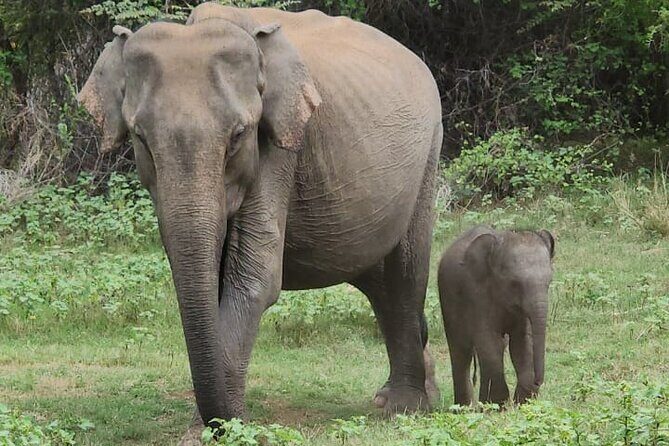 Udawalawe Safari and Authentic Sri Lankan Village Experience - The Sum Up: The Bottom Line