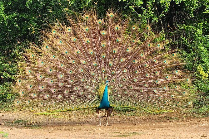 Udawalawe Safari and Authentic Sri Lankan Village Experience - FAQ