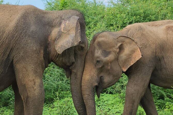 Udawalawe Safari and Authentic Sri Lankan Village Experience - Exploring Udawalawe: The Heart of the Safari Adventure