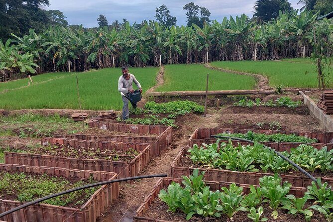 Udawalawe Safari and Authentic Sri Lankan Village Experience - Authentic Encounters and Reviewer Insights