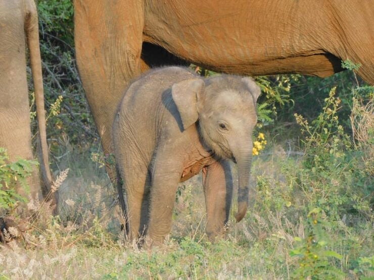 Udawalawe Safari and Elephants Orphange Tour From Hambantota - Good To Know