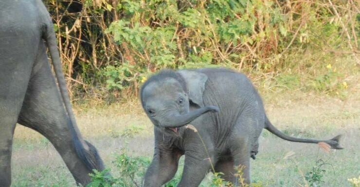 Udawalawe Safari and Elephants Orphange Tour From Hambantota - Booking Information