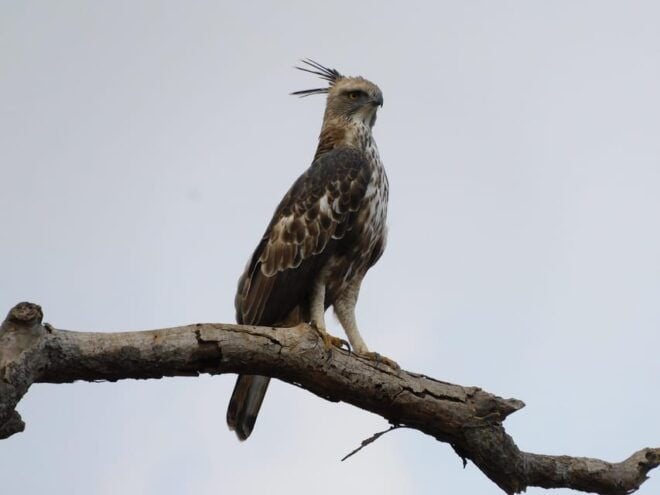 Udawalawe Safari and Elephants Orphange Tour From Hambantota - Experience Highlights