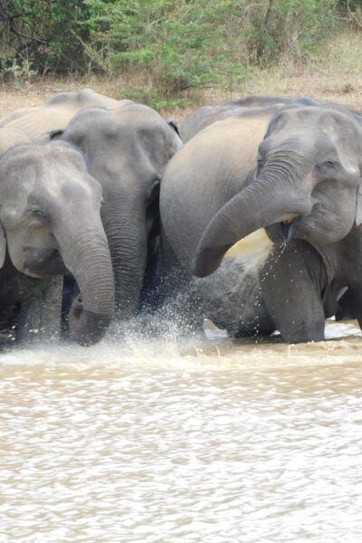 Udawalawe Safari and Elephants Orphange Tour From Hambantota - Inclusions and Exclusions