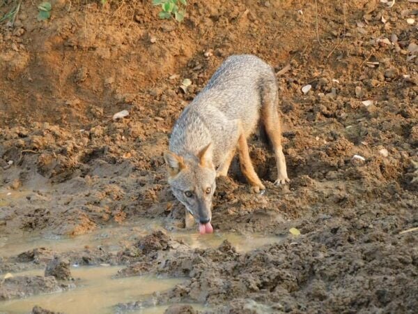 Udawalawe Safari and Elephants Orphange Tour From Hambantota - Pricing Details