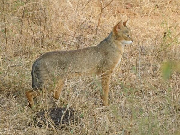 Udawalawe Safari and Elephants Orphange Tour From Hambantota - Frequently Asked Questions