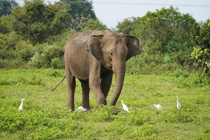 Udawalawe Safari and Galle Day Tour - Good To Know
