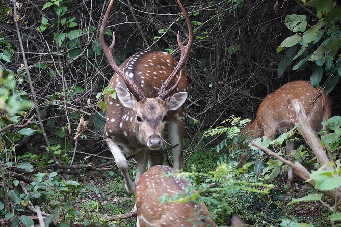 Udawalawe Safari and Galle Day Tour - Galle Fort: Colonial Charm and Ocean Views