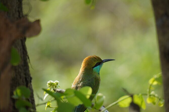 Udawalawe Safari and Galle Day Tour - Pricing and Value