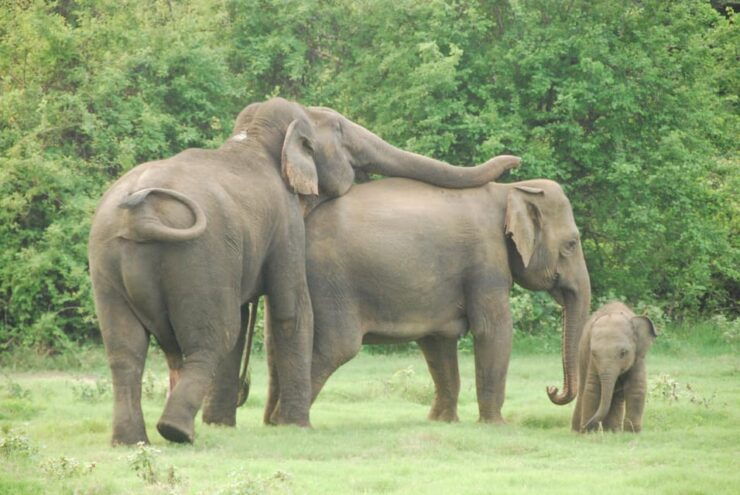 Udawalawe Safari & Baby Elephant Center From Cruise Ships. - Highlights of the Tour