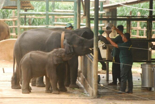 Udawalawe Safari & Baby Elephant Center From Cruise Ships. - Accessibility Features