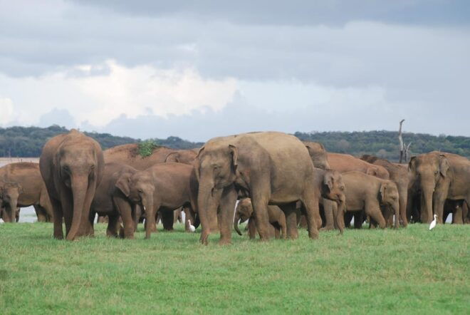 Udawalawe Safari & Baby Elephant Center From Cruise Ships. - Pricing and Booking Information