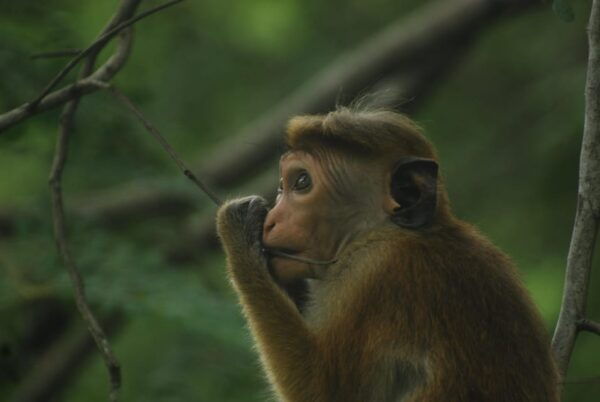 Udawalawe Safari & Baby Elephant Center From Cruise Ships. - Wildlife Encounters