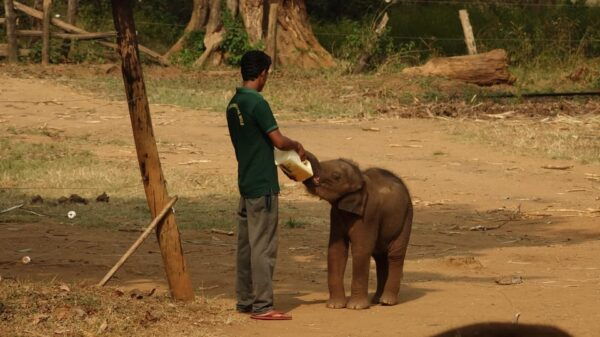 Udawalawe Safari & Baby Elephant Center From Cruise Ships. - Post-Safari Meal Options