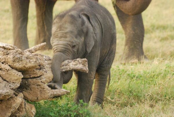 Udawalawe Safari & Baby Elephant Center From Cruise Ships. - Frequently Asked Questions