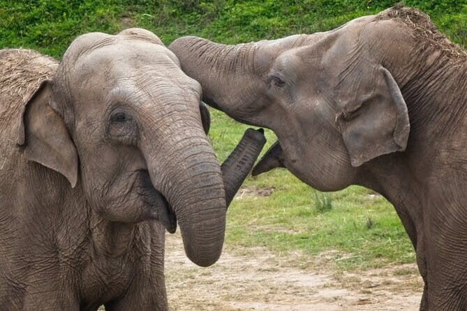 Udawalawe Safari & Baby Elephants Visit from Hambantota Port - Pricing & Value: What You’re Getting  