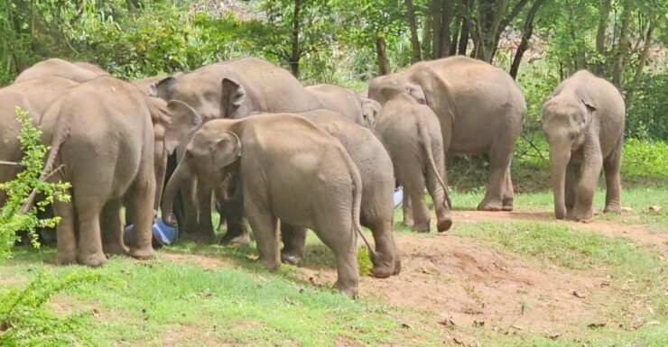 Udawalawe Safari Day Tour From Bentota/Aluthgama/Ahungalla - Tour Experience