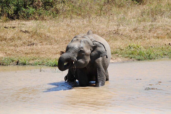 Udawalawe Safari Day Tour From Bentota and Its Surrounding Areas - Recommended Itinerary