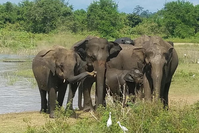 Udawalawe Safari Day Tour From Bentota and Its Surrounding Areas - Wildlife Encounters