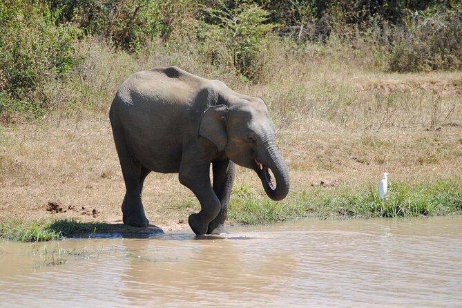 Udawalawe Safari Day Tour From Bentota and Its Surrounding Areas - Transportation and Accommodation