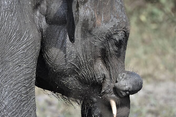 Udawalawe Safari Day Tour From Bentota and Its Surrounding Areas - Booking Information