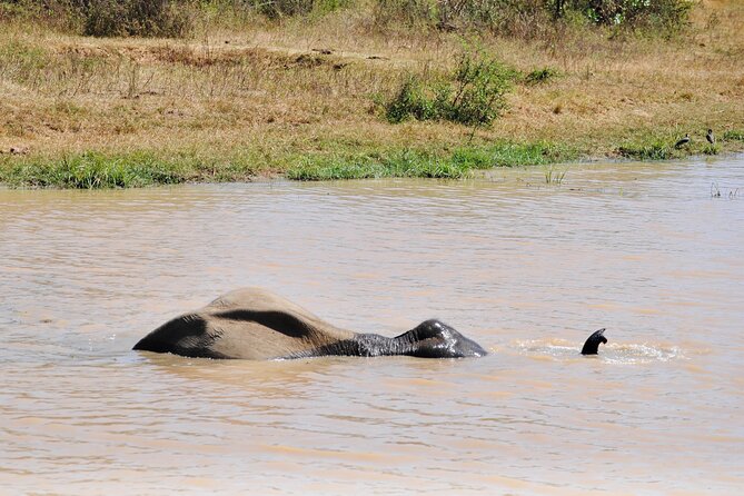 Udawalawe Safari Day Tour From Bentota and Its Surrounding Areas - Common Questions