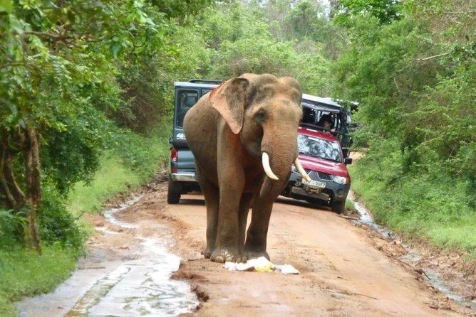 Udawalawe Safari Day Tour From Bentota and Its Surrounding Areas - The Sum Up