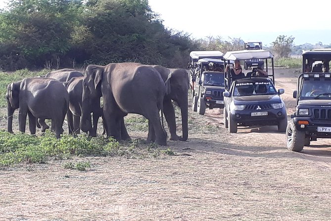 Udawalawe Safari Day Tour From Kandy - Meeting and Pickup