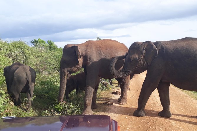 Udawalawe Safari Day Tour From Kandy - Reviews