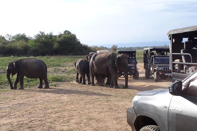 Udawalawe Safari Day Tour From Kandy - Pricing and Availability
