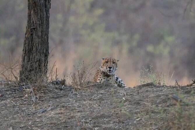 Udawalawe Safari Day Trip Elephants and Wildlife from Galle - Who Should Consider This Tour?