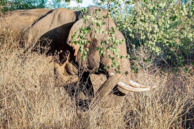 Udawalawe Safari Day Trip Elephants and Wildlife from Galle - Frequently Asked Questions