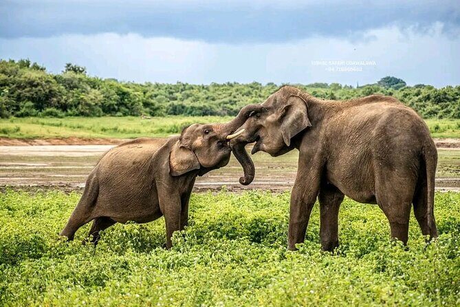 Udawalawe Safari Day Trip Elephants and Wildlife from Galle - Is This Tour Right for You?