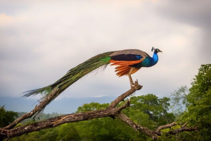 Udawalawe Safari Day Trip (Private) - All Inclusive Package - Experience Highlights