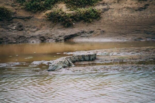 Udawalawe Safari Day Trip (Private) - All Inclusive Package - The Sum Up