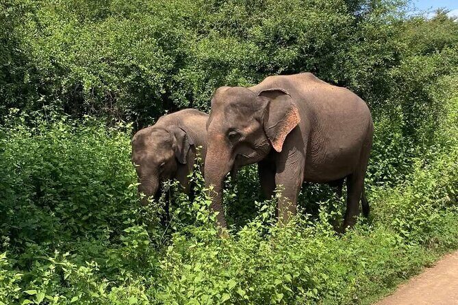Udawalawe Safari & Elephant Orphanage visit from Hambantota Fort - The Practical Aspects: Transportation, Timing, and Costs