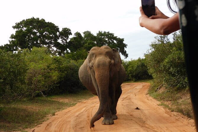 Udawalawe Safari & Elephant Orphanage visit from Hambantota port - A Detailed Look at the Udawalawe Safari & Elephant Orphanage Tour