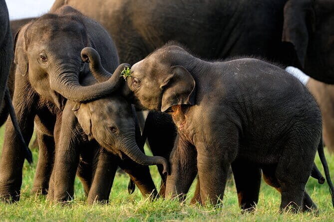 Udawalawe Safari & Elephant Orphanage visit from Hambantota port - Who Will Love This Experience?