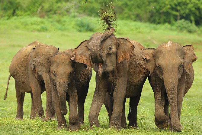 Udawalawe Safari & Elephant Transit Home Visit With Lunch From Hambantota Harbor - Additional Information