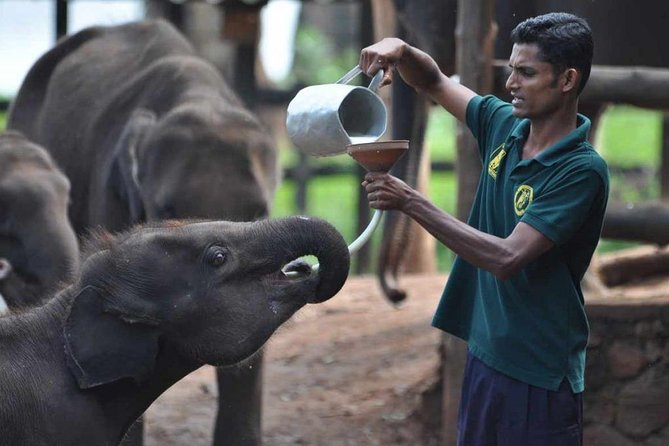 Udawalawe Safari & Elephant Transit Home Visit With Lunch From Hambantota Harbor - Pricing and Terms