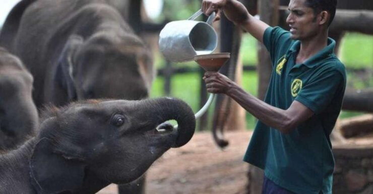 Udawalawe: Safari & Elephant Transit Home Visit With Lunch! - Experience Highlights