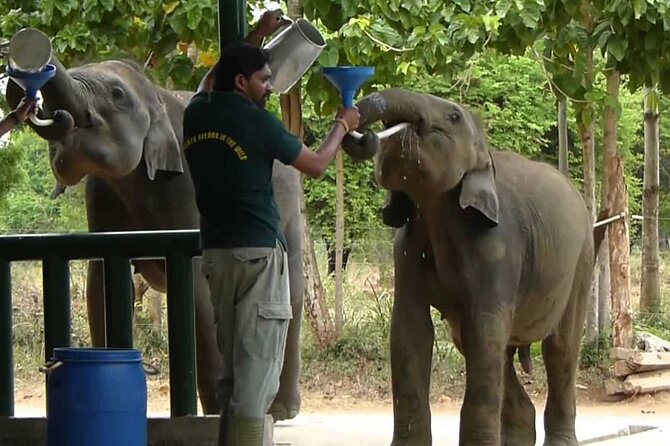 Udawalawe Safari & Elephants Orphanage Tour From Tissamaharama - Inclusions and Exclusions