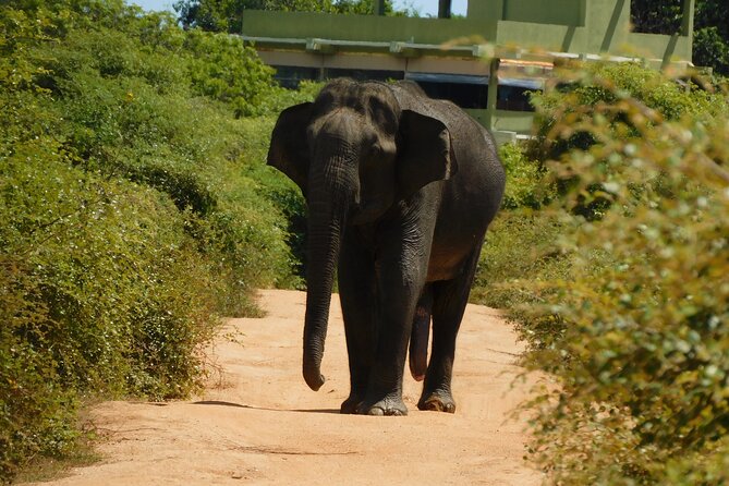 Udawalawe Safari & Elephants Orphanage Tour From Tissamaharama - Additional Information