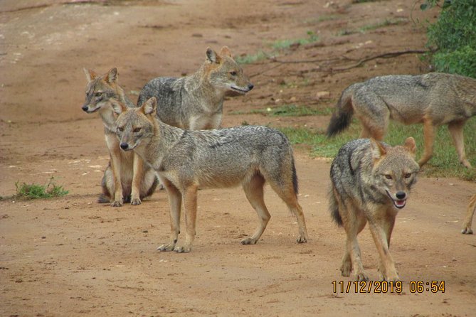 Udawalawe Safari & Elephants Orphanage Tour From Tissamaharama - Frequently Asked Questions