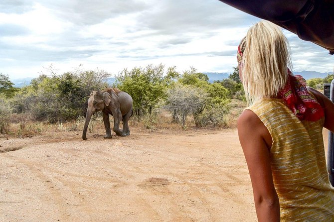 Udawalawe Safari From Hambantota Port (Shore Excursion) - Pricing and Booking Details