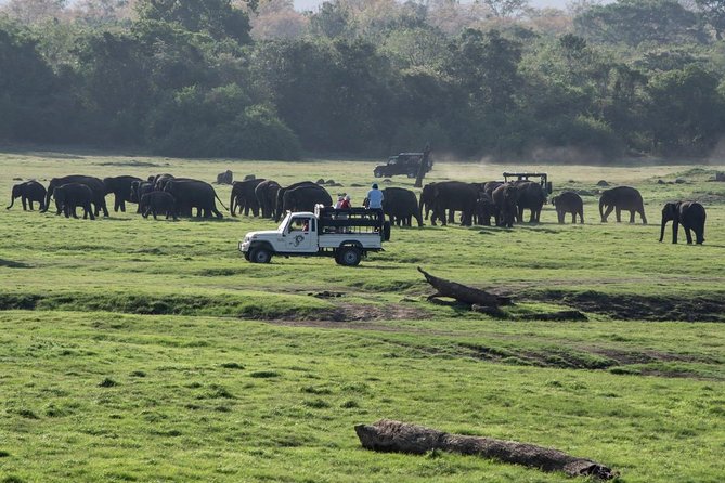 Udawalawe Safari From Hambantota Port (Shore Excursion) - Reviews and Photos