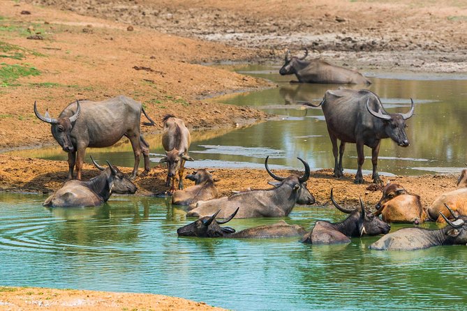 Udawalawe Safari From Hambantota Port (Shore Excursion) - The Sum Up