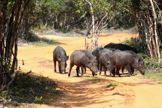 Udawalawe Safari Private Day Tour in Kaluthara/Beruwala/Bentota/Kosgoda/Ahungalla - Tour Details