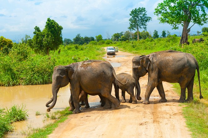 Udawalawe Safari Private Day Tour in Kaluthara/Beruwala/Bentota/Kosgoda/Ahungalla - Itinerary