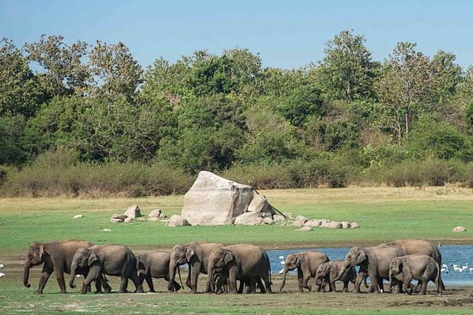 Udawalawe Safari Private Day Tour in Kaluthara/Beruwala/Bentota/Kosgoda/Ahungalla - What to Bring